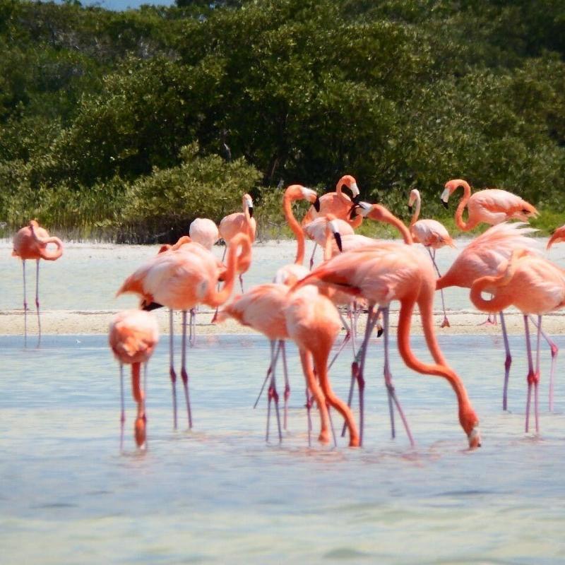 las coloradas